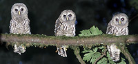 Three Owlets Logo