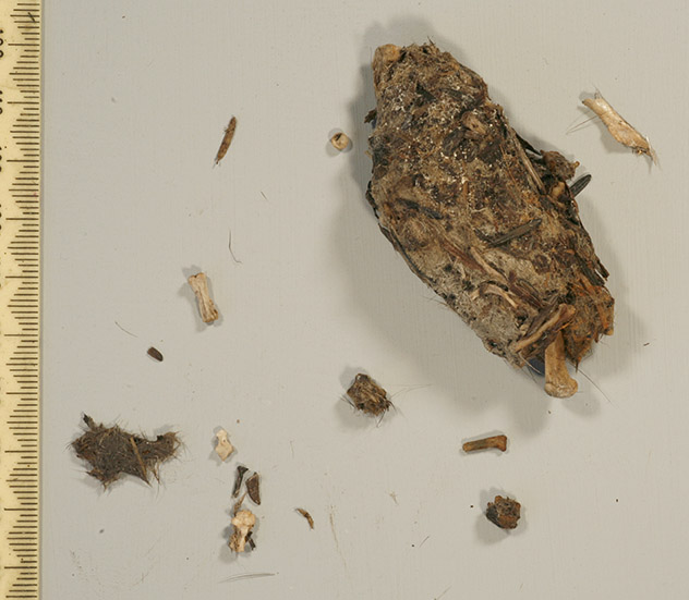 Left Owlet pellet
